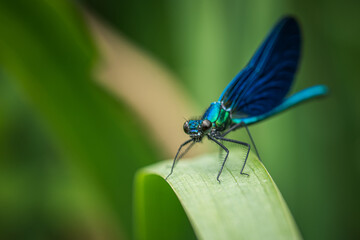 blue dragonfly on a green leaf - obrazy, fototapety, plakaty