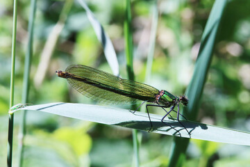 Gebänderte Prachtlibelle (Calopteryx splendens) - Weibchen