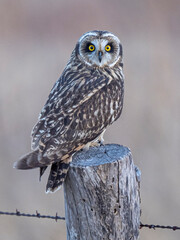 Short eared owl perched on a post looking at the viewer