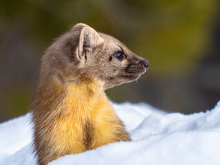 Pine marten in the snow