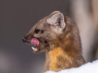 Pine marten popping it's head out of the snow and licking it's lips