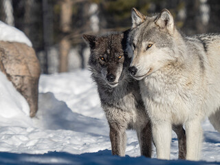 Two wolves next to each other in the winter snow