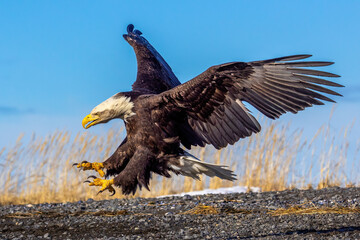 Bald eagle lands on beach.