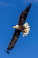 Obraz premium Bald eagle soars through sky.