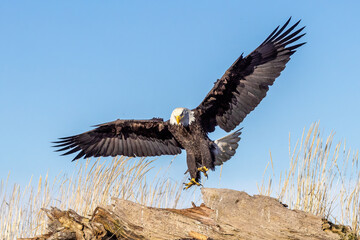 Bald eagle is seen landing on driftwood.