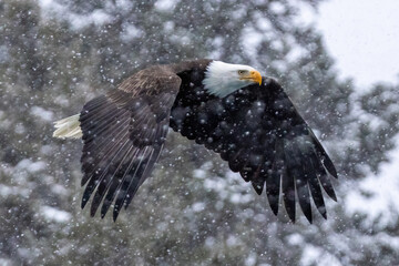Bald eagle flies through falling snow as he searches for food.