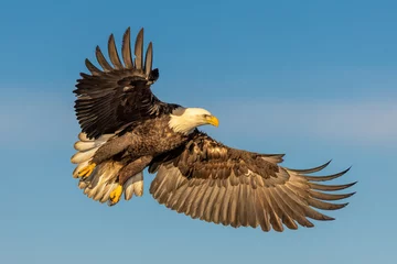 Fotobehang Proud bald eagle soars overhead. © Tom