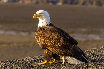 Regal bald eagle stands proudly on an Alaskan beach