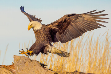 Bald eagle is seen landing.