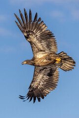 Immature bald eagles are mostly brown in color. Their heads turn white at age 4-5 years.