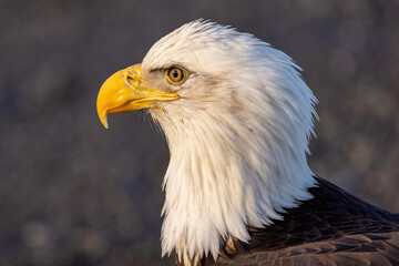Handsome bald eagle is national symbol of United States.