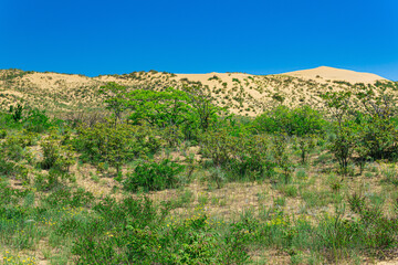 spring desert, blooming vegetation on the edge of the Sarykum sand dune