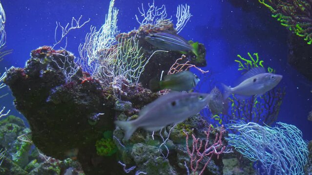 Mediterranean Smarida swims in among colorful corals in blue water, mendola swims in a big flock together, family and flock concept