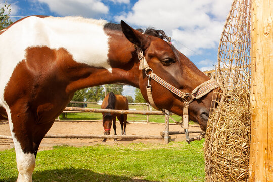 Horse eating hay from haynet, on a horse ranch.