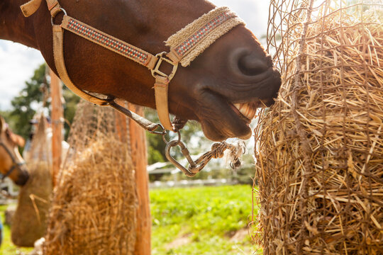 A horse eats hay from a net filled with hay, on a horse ranch.