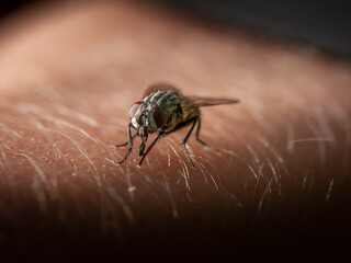 macro of a fly