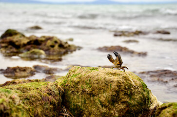 Crab on a seaweed-covered rock next to the sea with claws high up
