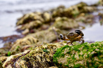 Crab on a seaweed-covered rock next to the sea
