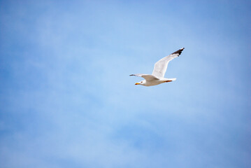 Seagull in the blue hazy skies