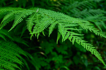 Beautiful green fern leaves closeup
