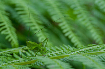 Green grasshopper on a fern leaf