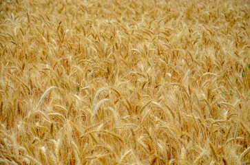 A field of wheat ready for harvest