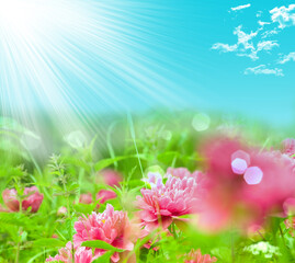 Fototapeta na wymiar spring background with flowers