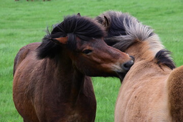 iceland: pictures of a wonderful holiday. The land of ice and fire