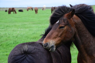 Obraz premium iceland: pictures of a wonderful holiday. The land of ice and fire