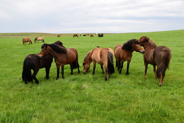 iceland: pictures of a wonderful holiday. The land of ice and fire