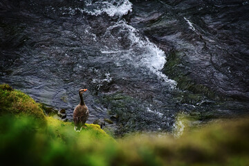iceland: pictures of a wonderful holiday. The land of ice and fire