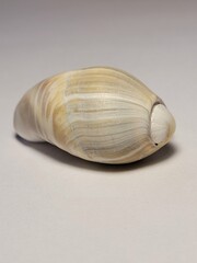 shell
