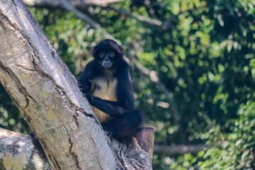 White Bellied Spider monkey on a tree