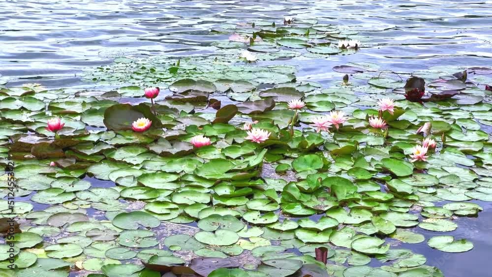 Canvas Prints The scenic waterlilies (Nymphaea) on the lake