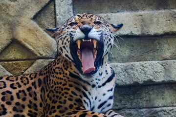 A Jaguar smiling for the camera