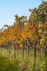 Fototapeta premium Weinreben im Herbst, Pfalz