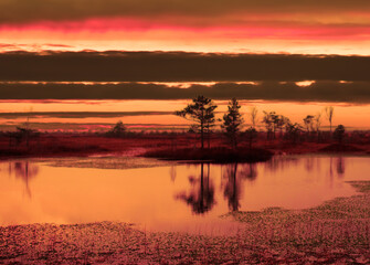 Swamp Yelnya on sunset in autumn landscape. Wild mire of Belarus. East European swamps and Peat Bogs. Ecological reserve in wildlife. Marshland at wild nature. Swampy land and wetland, marsh, bog.