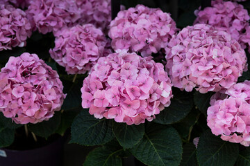 pink hydrangea flowers in garden