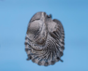 close up of a fish in the water