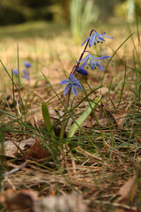 Cebulica syberyjska, Scilla siberica, Siberian squill