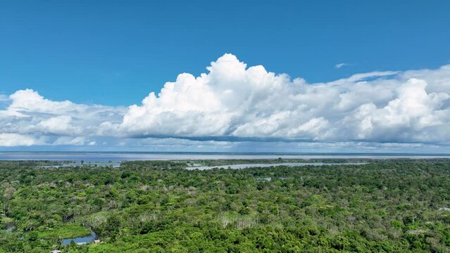 Nature tropical Amazon forest at Amazonas Brazil. Mangrove forest. Mangrove trees. Amazon rainforest nature landscape. Amazon igapo submerged vegetation. Floodplain forest at Amazonas Brazil.