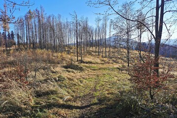autumn in the forest