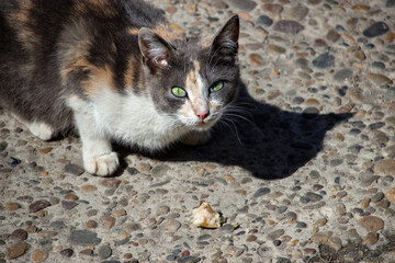 Homeless tricolor hungry cat eats a piece of cake
