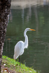 Obraz premium Beautiful white heron resting on the edge of a lake in Brazil, natural light, selective focus.