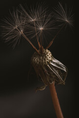 Macro photography of dandelion - Taraxacum officinale
