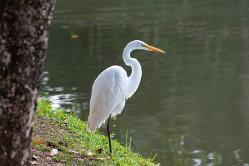 Naklejka premium Beautiful white heron resting on the edge of a lake in Brazil, natural light, selective focus.