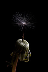 Macro photography of dandelion - Taraxacum officinale