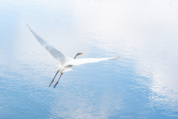 Beautiful white heron flying over a lake, natural light, selective focus.