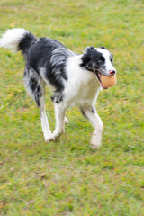 Fototapeta premium Portrait of a border collie dog playing in the grass, natural light, selective focus.