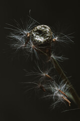 Macro photography of dandelion - Taraxacum officinale